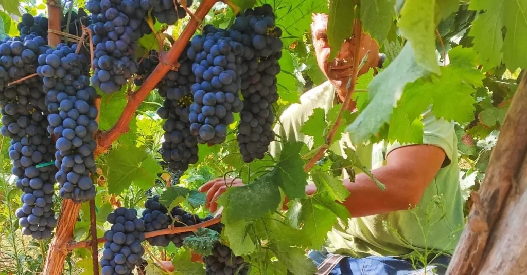 AnyConv.com__slide vino 1