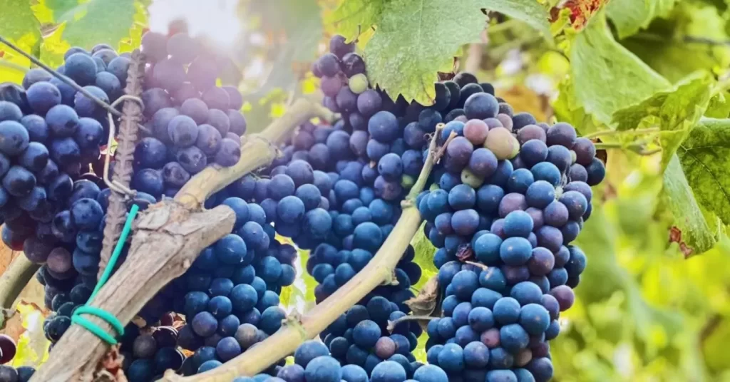 AnyConv.com__slide vino 2