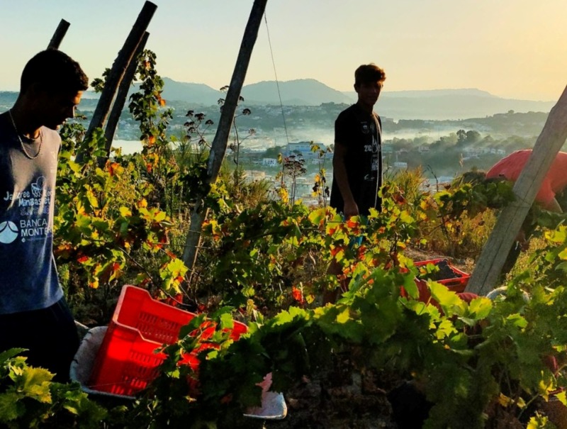 Vendemmia Lavinum