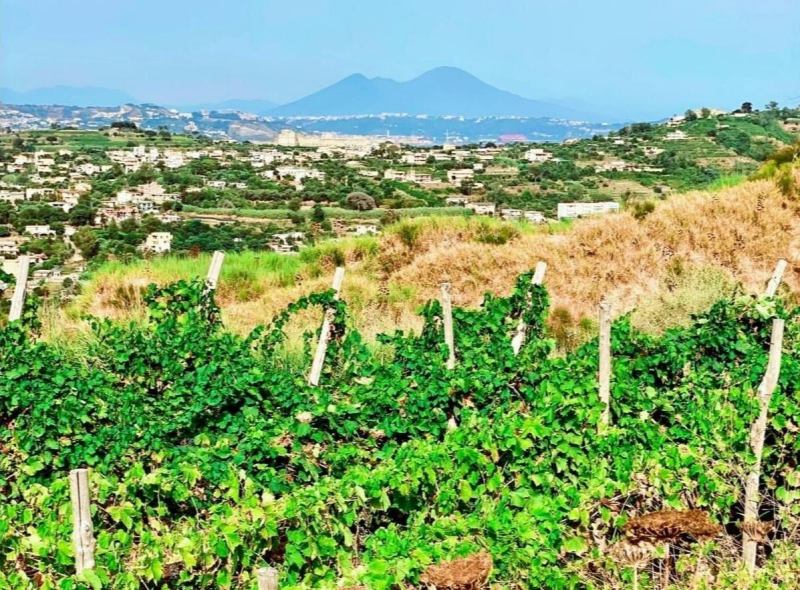 Panorama Lavinum Vesuvio